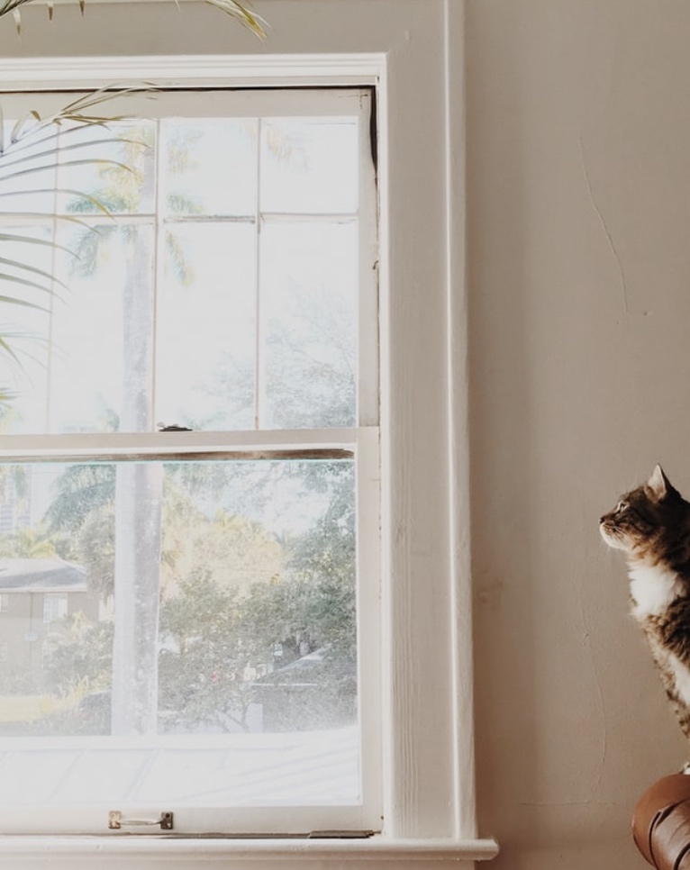 A cat looks at a plant next to a window on a sunny day. This could represent the bright weather that can combat SAD. Learn more about online depression treatment in Hershey, PA by contacting an online therapist in Hershey, PA today! 17033